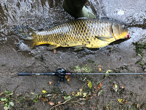 コイの釣果