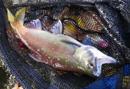 ヒメマスの釣果