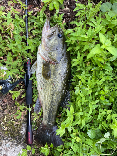 ラージマウスバスの釣果