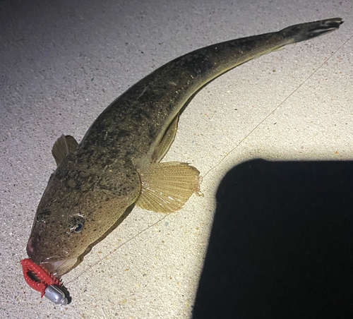 マゴチの釣果