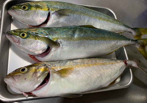 ショゴの釣果