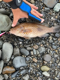 オオモンハタの釣果