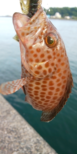 オオモンハタの釣果