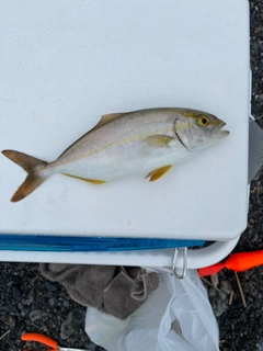 ショゴの釣果