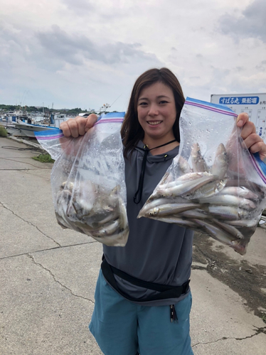 シロギスの釣果