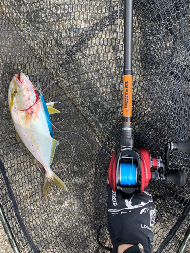 ショゴの釣果