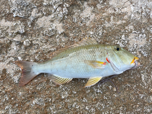 ムネアカクチビの釣果