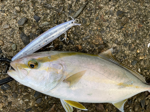 シオの釣果