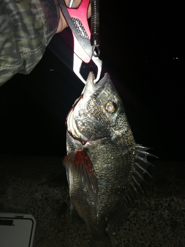 チヌの釣果