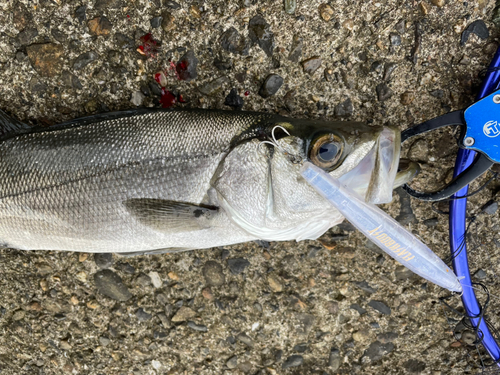 セイゴ（ヒラスズキ）の釣果