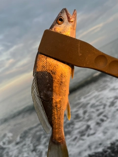 イシモチの釣果