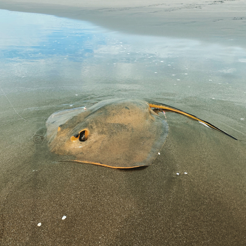 アカエイの釣果