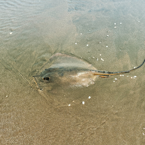 アカエイの釣果