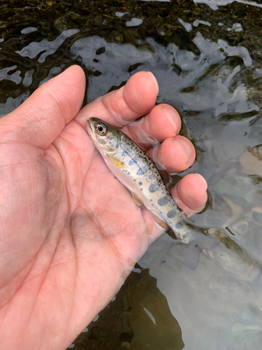 ヤマメの釣果