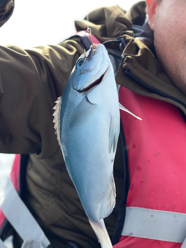 メジナの釣果