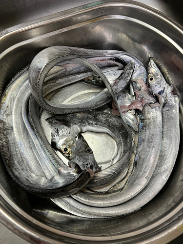 タチウオの釣果