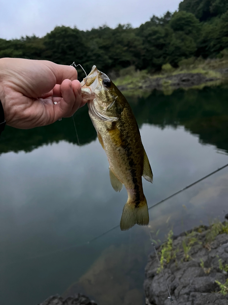 ブラックバス