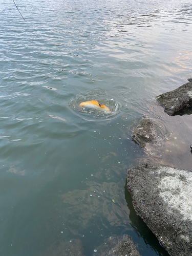 エイの釣果