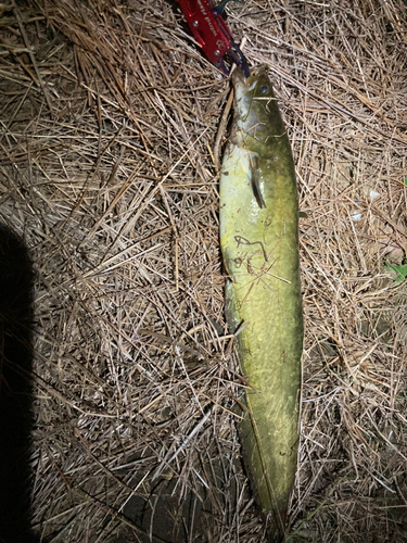 マナマズの釣果