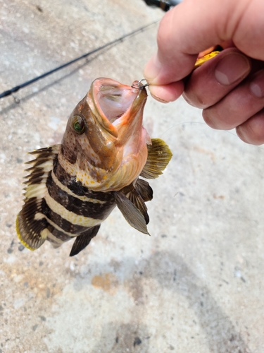 アオナの釣果