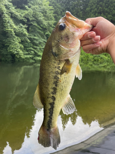 ラージマウスバスの釣果