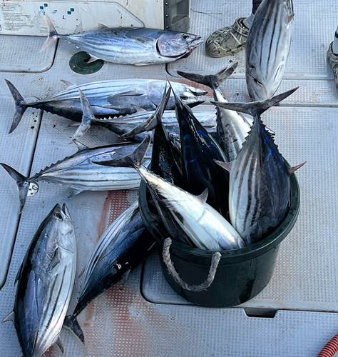 カツオの釣果