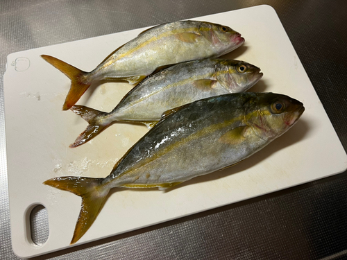 ショゴの釣果