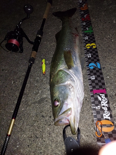 シーバスの釣果