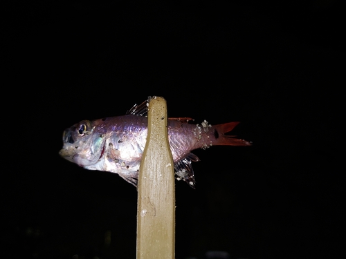 ネンブツダイの釣果