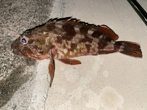 カサゴの釣果