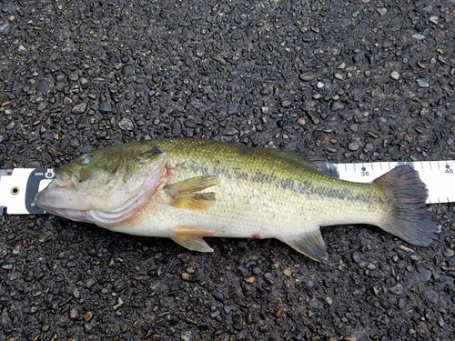 ラージマウスバスの釣果