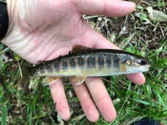 オショロコマの釣果