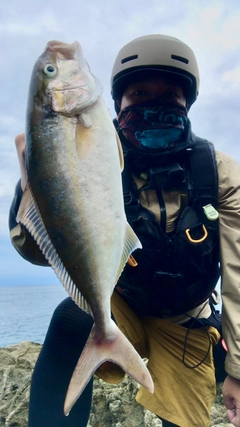 シオの釣果