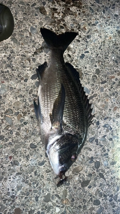 クロダイの釣果