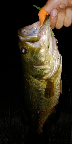 ブラックバスの釣果