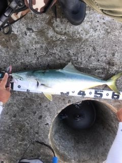 イナダの釣果