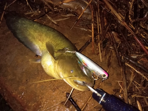 ナマズの釣果