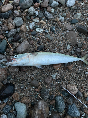 サバの釣果