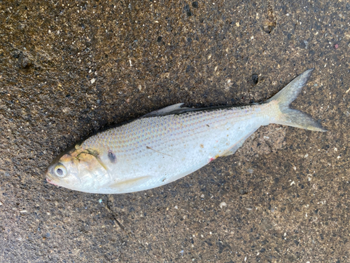 コノシロの釣果