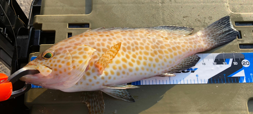 オオモンハタの釣果