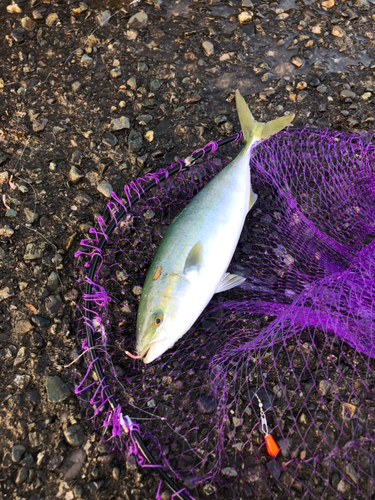 ワカシの釣果