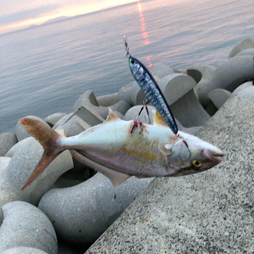 ネリゴの釣果