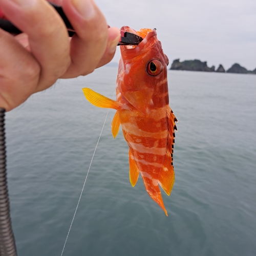 アカハタの釣果