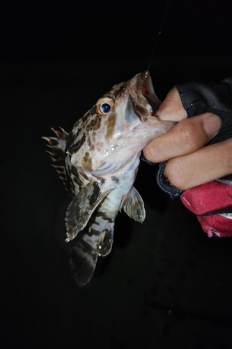 タケノコメバルの釣果