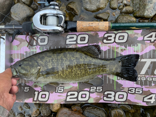 スモールマウスバスの釣果