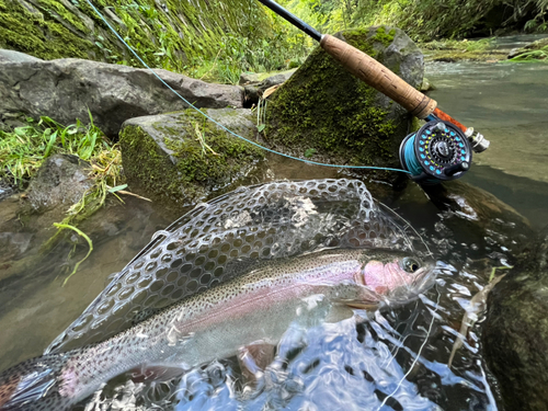 ニジマスの釣果