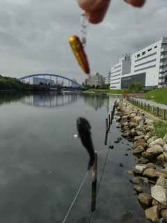 ハゼの釣果