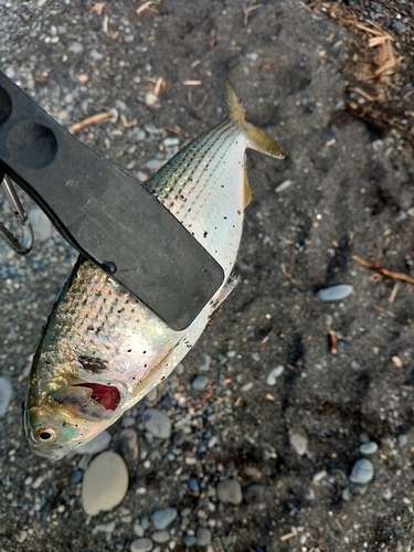 コノシロの釣果