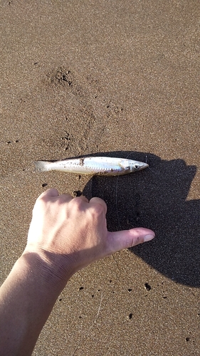 シロギスの釣果