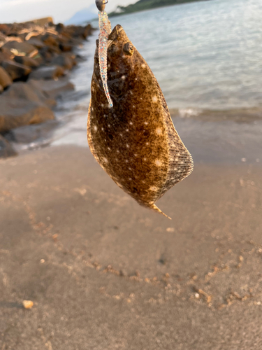 ヒラメの釣果